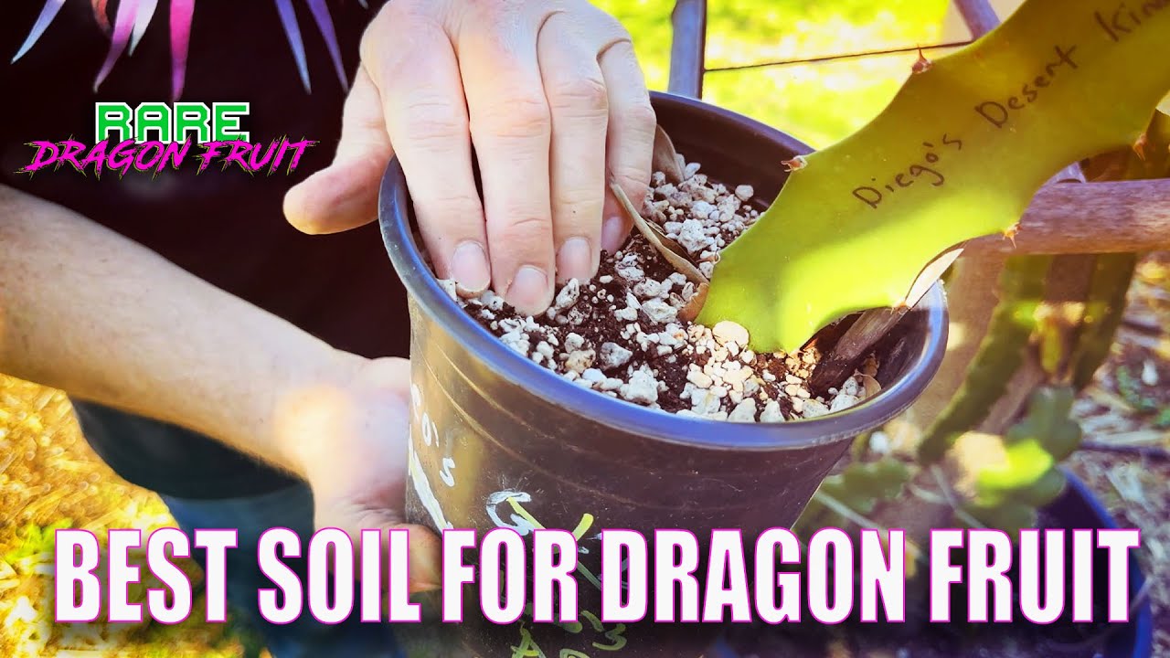 WHAT IS THE BEST SOIL FOR DRAGON FRUIT? / EFFECTS of DIFFERENT POTTING SOILS OVER TIME