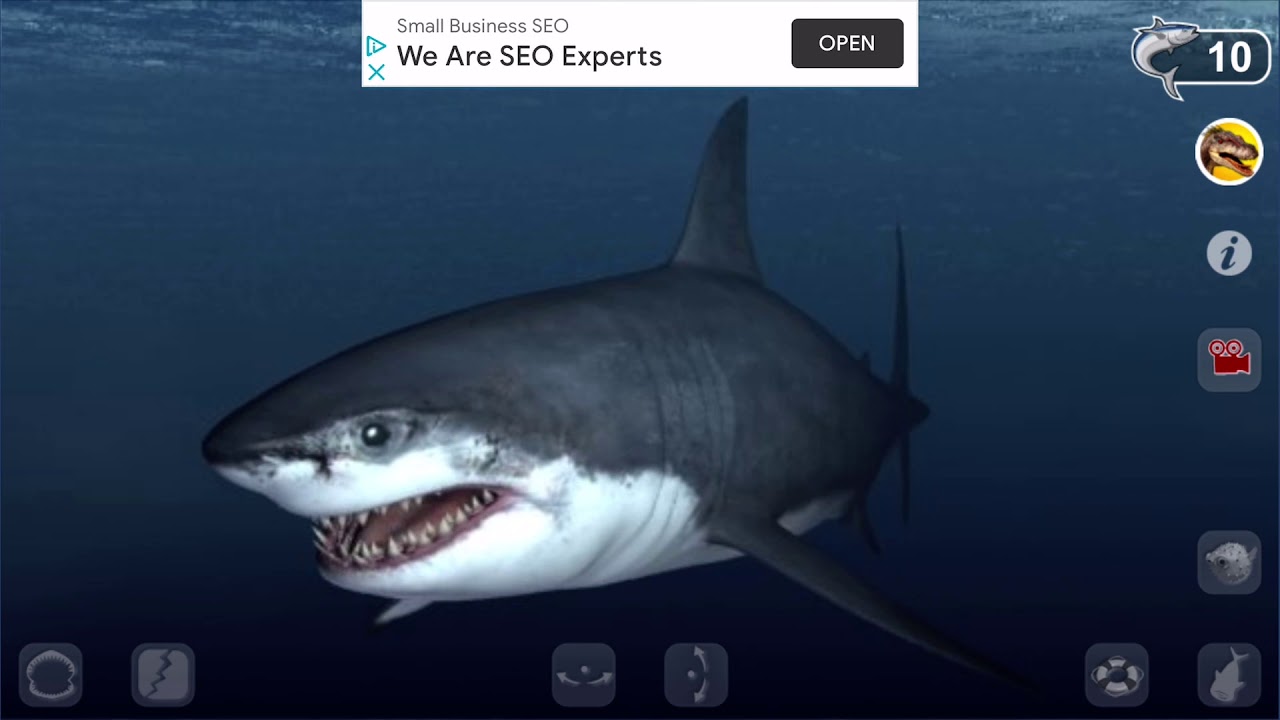 Talking Great White Shark is.................................BACK!!!!!