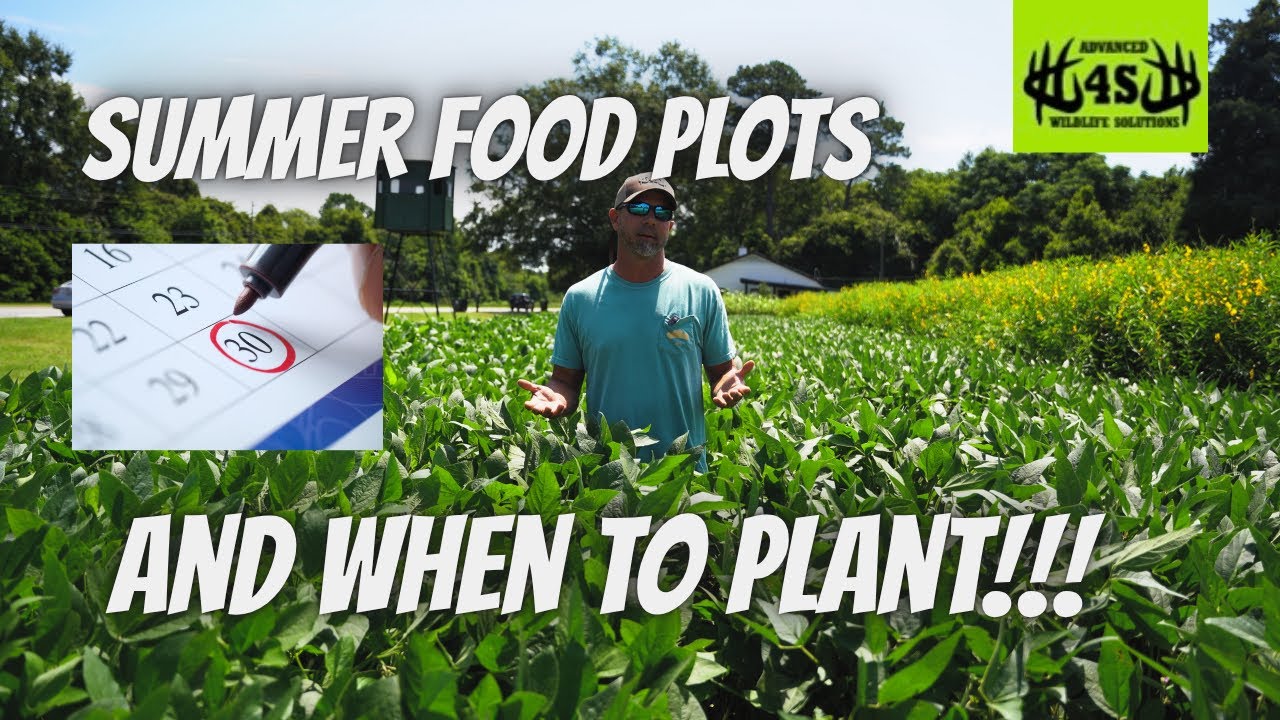 Summer Food Plots
