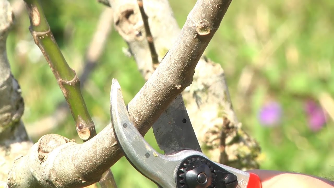 Aprenda o passo a passo para realizar a poda de formação da figueira | Programa Terra Sul