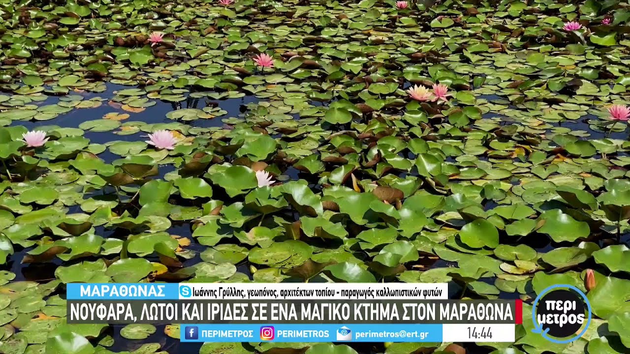 Νούφαρα, λωτοί και ίριδες σε ένα μαγικό κτήμα στο Μαραθώνα | 11/11/2022 | ΕΡΤ