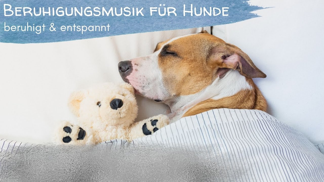 Entspannungsmusik für Hunde | Beruhigungsmusik | Relaxing music for dogs