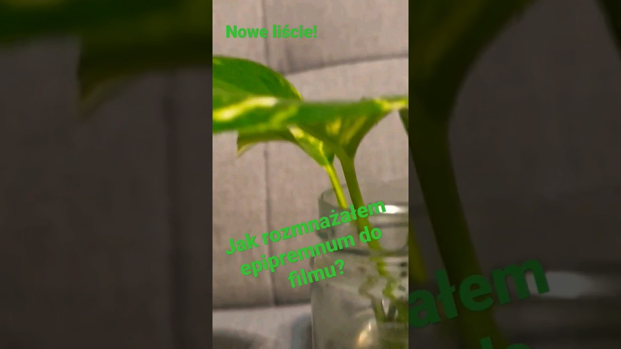 Jak rozmnażałem epipremnum do filmu? Epipremum hi color.🌱 Pla tour, plant haul.