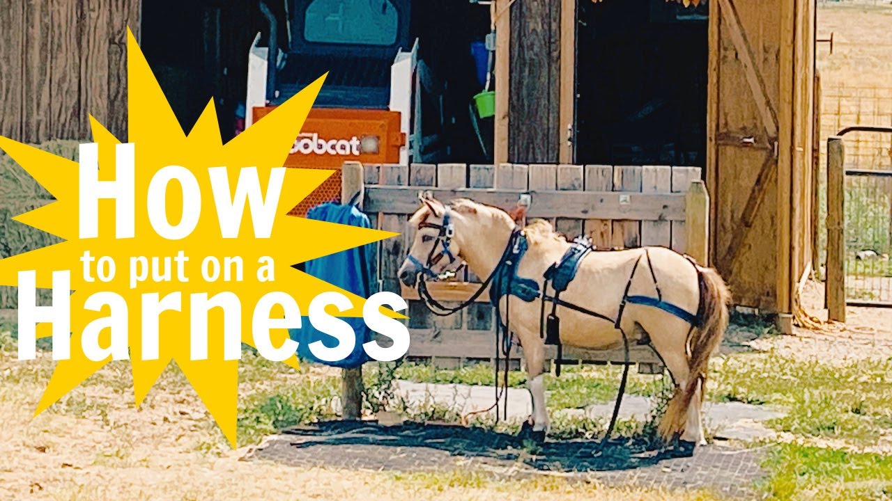 How to Put on a Harness