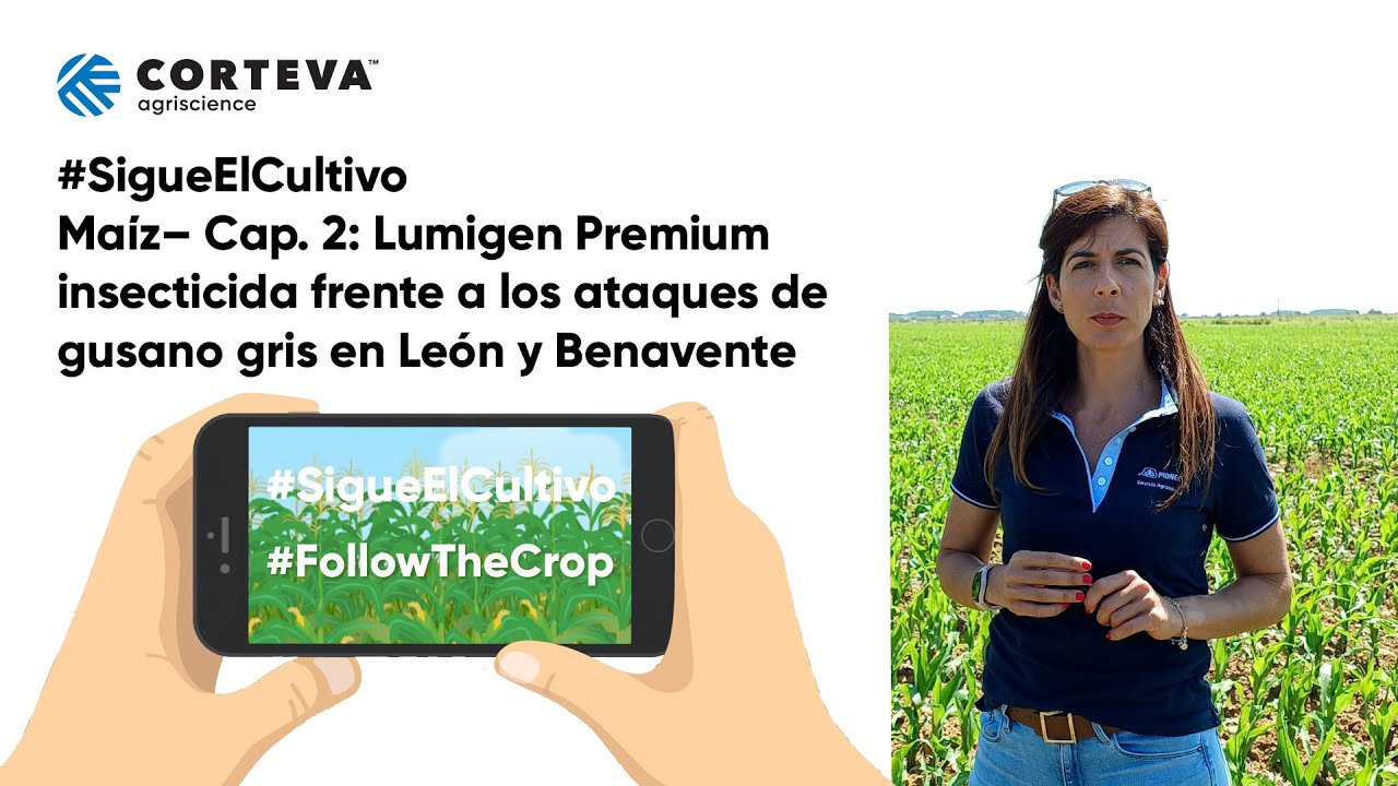 #SigueElCultivo Maíz León Cap.2: Lumigen Premium, insecticida frente a los ataques de gusano gris