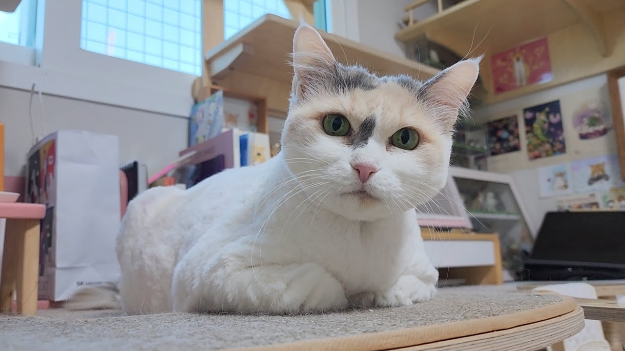 쁘니 미용하기, 뭉친 터래기 쎄굿바! 속이 다 시원하다~!