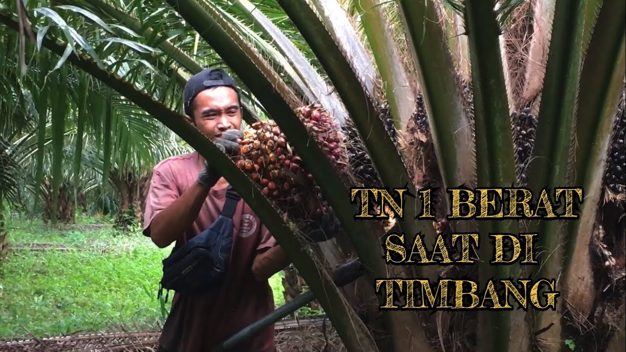 INILAH KELAPA SAWIT VARIETAS TN 1 JENIS PESIFERA DURA KECIL TETAPI BERAT KETIKA DI TIMBANG