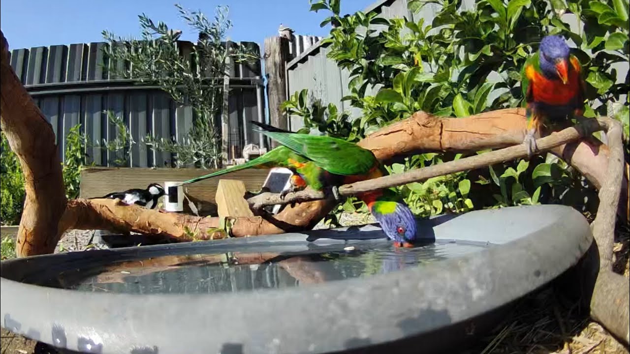 Australian Bird Bath Cam | 31/1/26 | yellow tail black cockatoos drinking | crazy sounds | cat tv