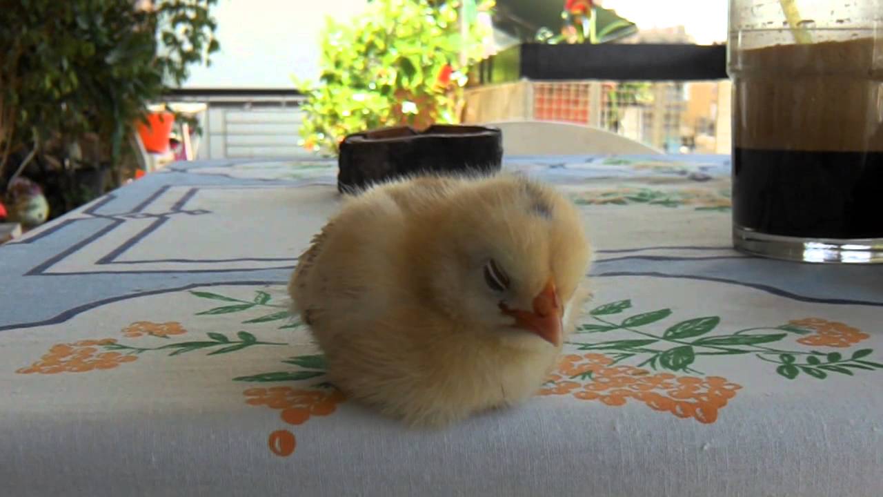 Cute sleepy chick