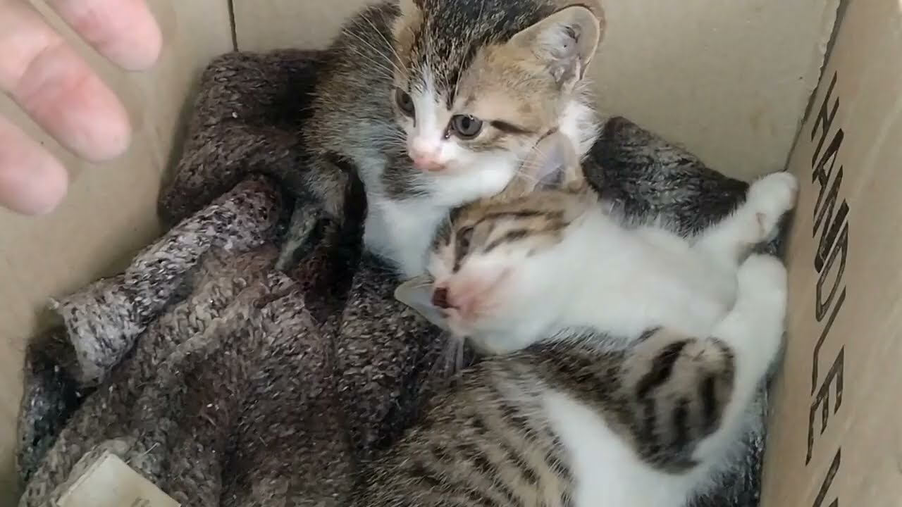 Aggressive Mother Cat Hisses Fiercely to Protect Her Kittens 😾🐾