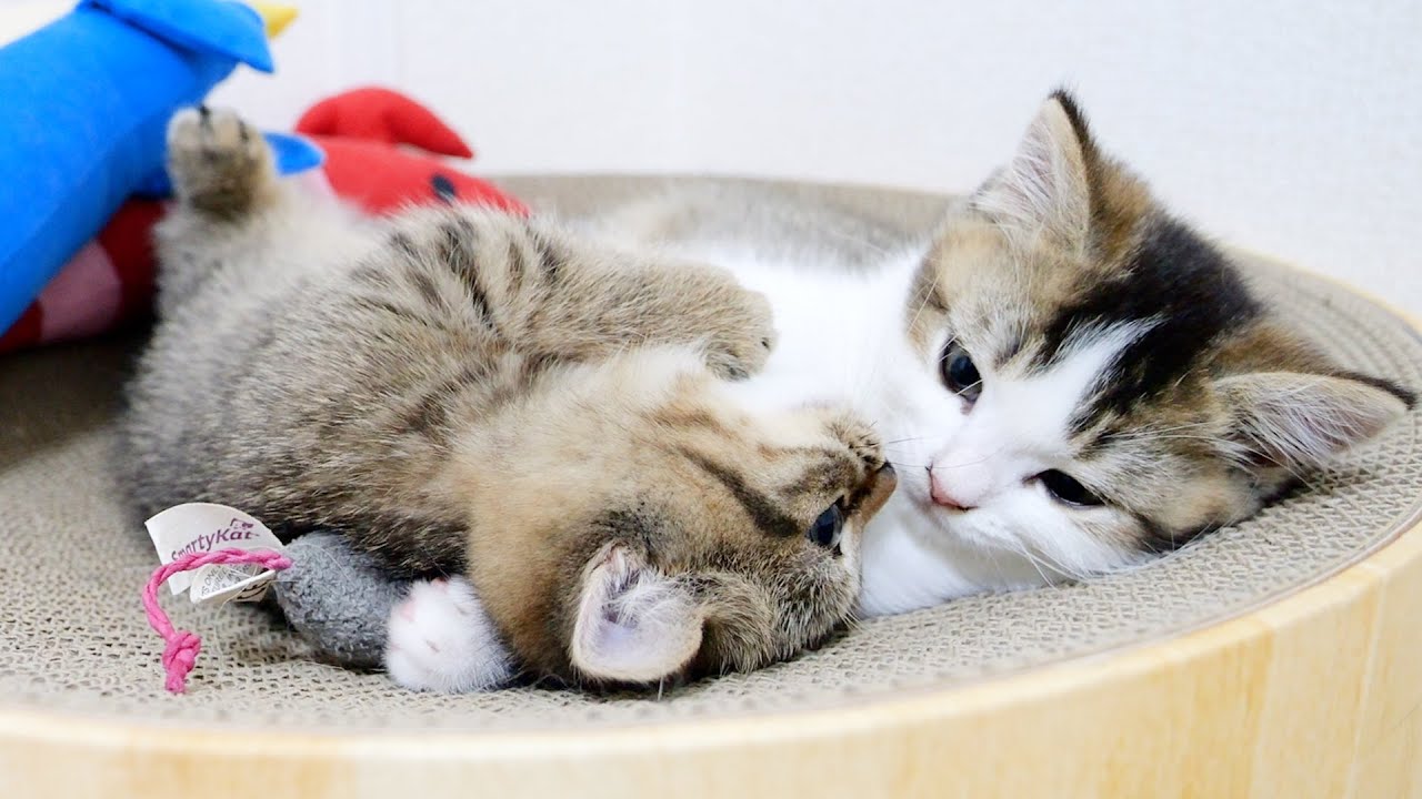 The kittens' sibling rivalry, which starts suddenly, is adorable