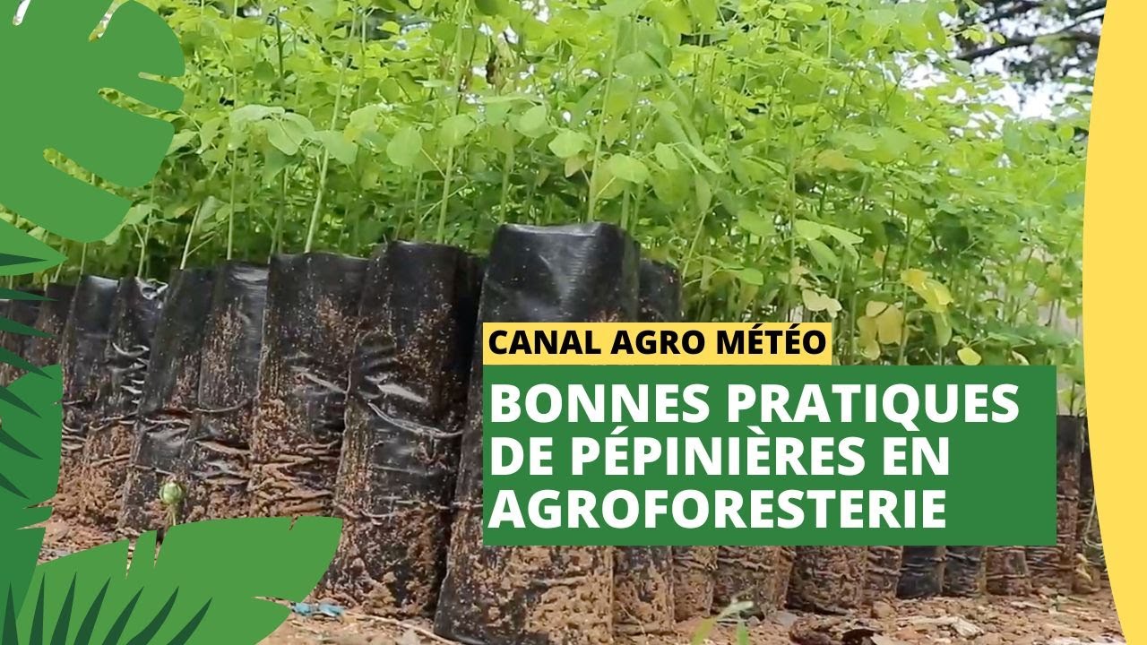 Canal Agro Météo : Bonnes pratiques de pépinières en Agroforesterie