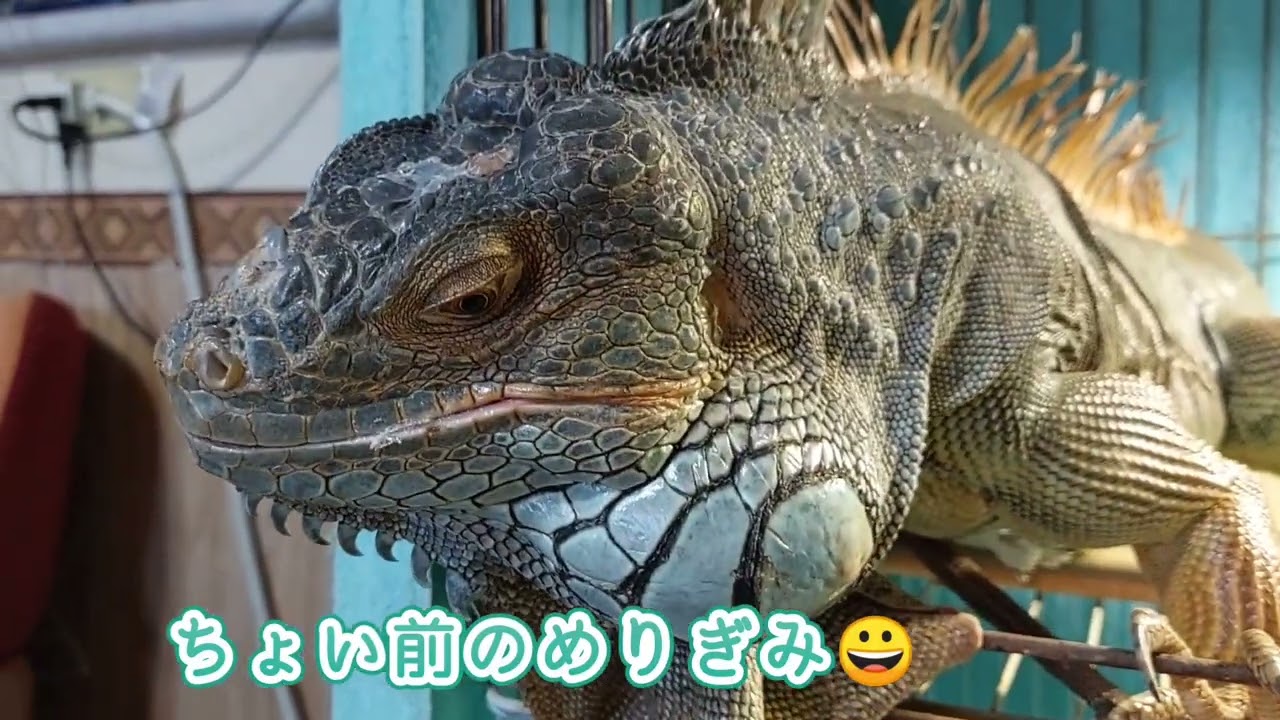 グリーンイグアナ　ほっぺたからデューラップの脱皮　前のめりのわりにはイヤイヤ期#greeniguana #脱皮