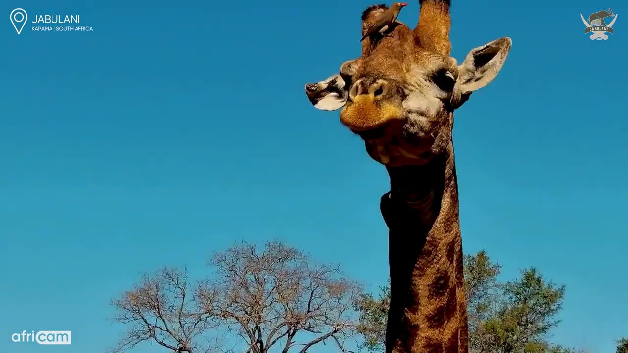 Up Close & Personal: Giraffe’s Graceful Sip
