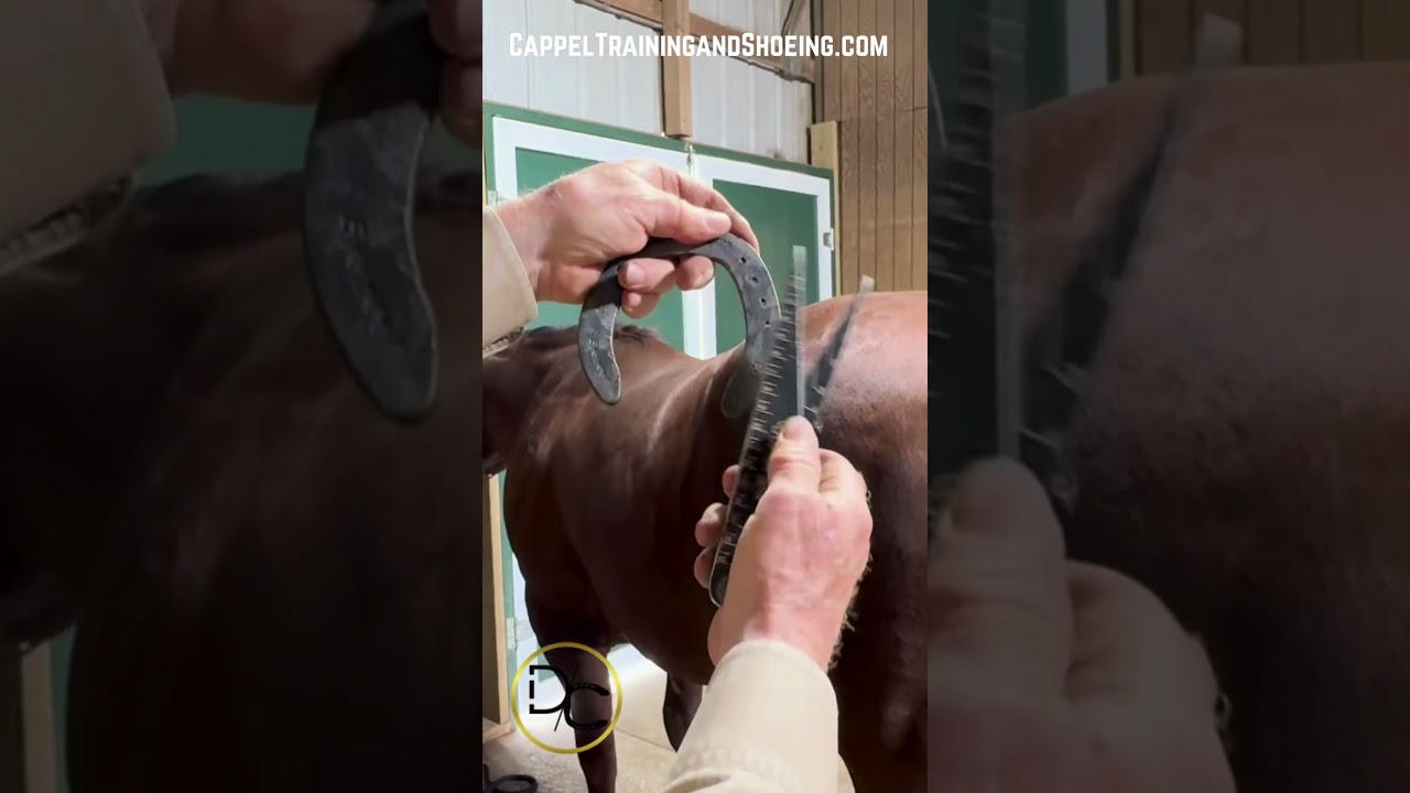 Shaping a Horse Shoe #HorseShoe #FarrierWork #FarrierSkills#ColdShaping#FarrierTips#FarrierEducation