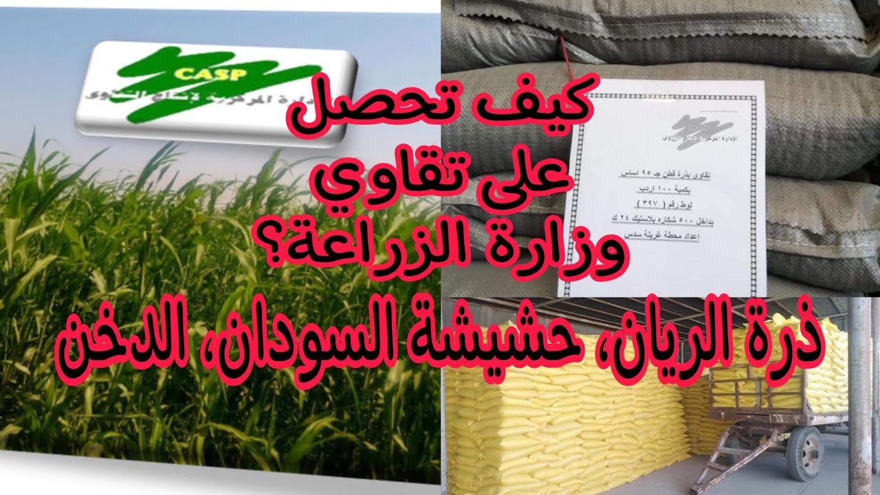 تقاوي وزارة الزراعة.. اتصل للحصول على تقاوي الأرز، الذرة الشامية والرفيعة، دوار الشمش، فول الصويا