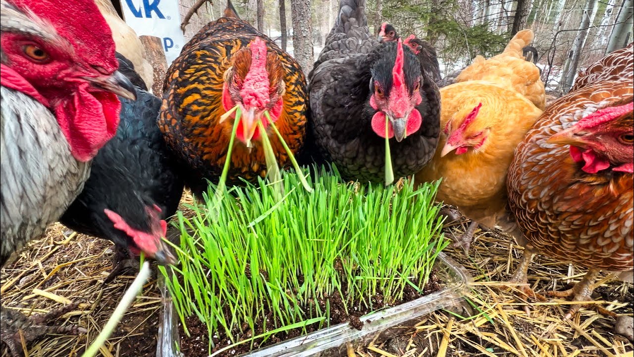 Grow GRASS indoors for your Chickens - Cats LOVE it too