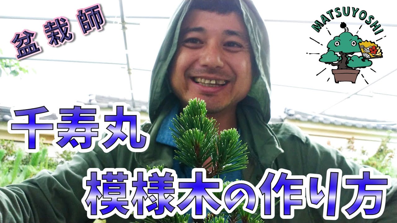 【千寿丸八房黒松ミニ盆栽】模様木の作り方【鉄板テンプレート】初心者盆栽お手入れ講座