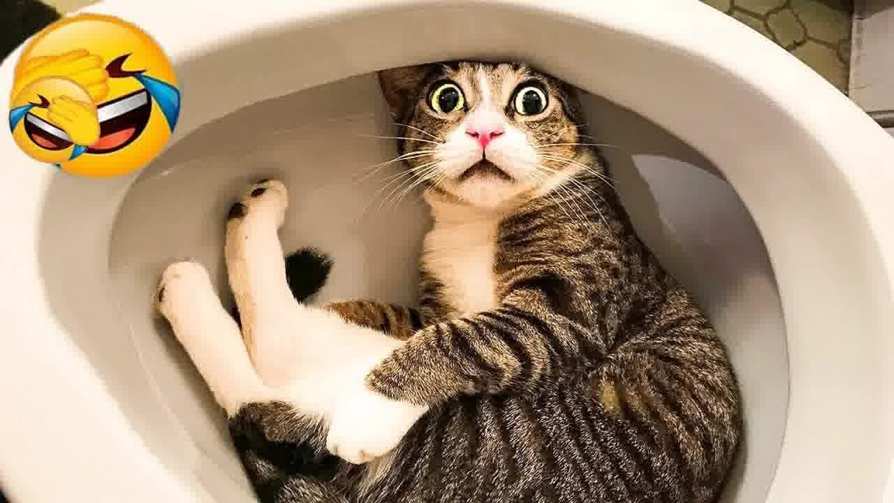 You Laugh You Lose 🐱😻 Funniest Dogs and Cats 2024 😸