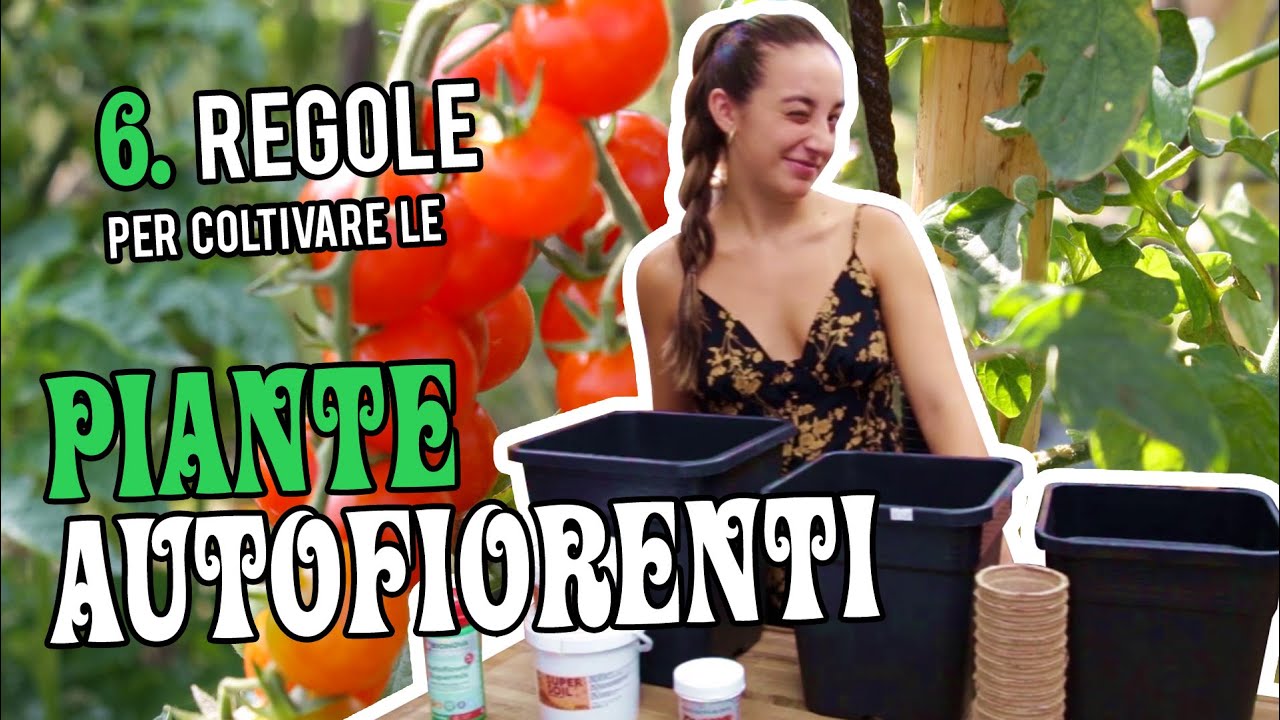 6 regole per coltivare al meglio le Piante Autofiorenti