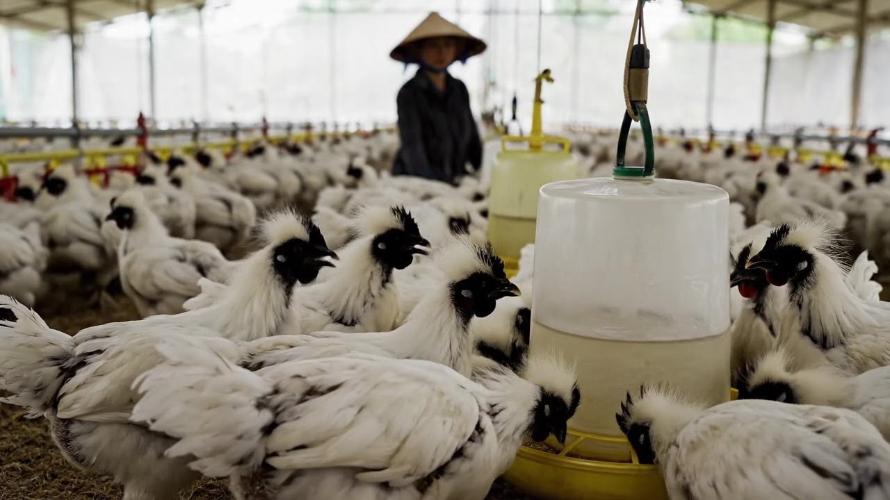 Inside the Farm: The White-Feathered Black-Bone Chicken - High nutrients for your health