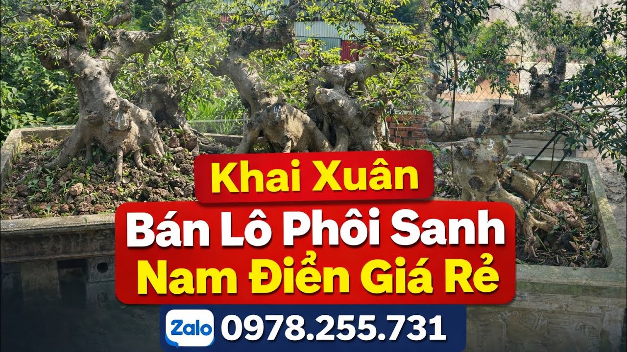 21/2/2026 Khai xuân Lô Phôi sanh Nam điền cỡ lớn giá rẻ 