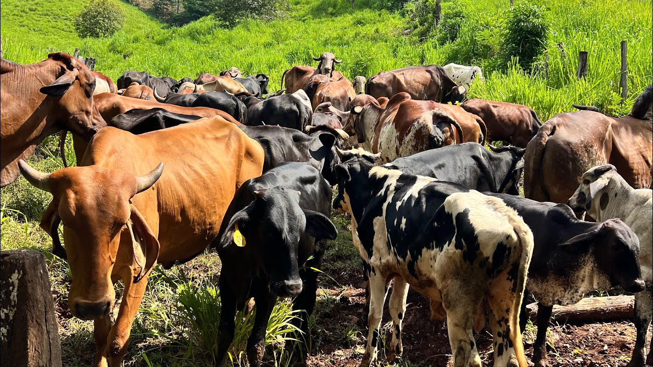 🐄Así se ven más de 60 cabezas de ganado juntas en un solo corral 😱🐄