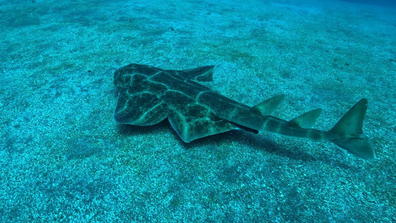 Buceo en la Restinga, en la isla del Hierro, Gran Canaria