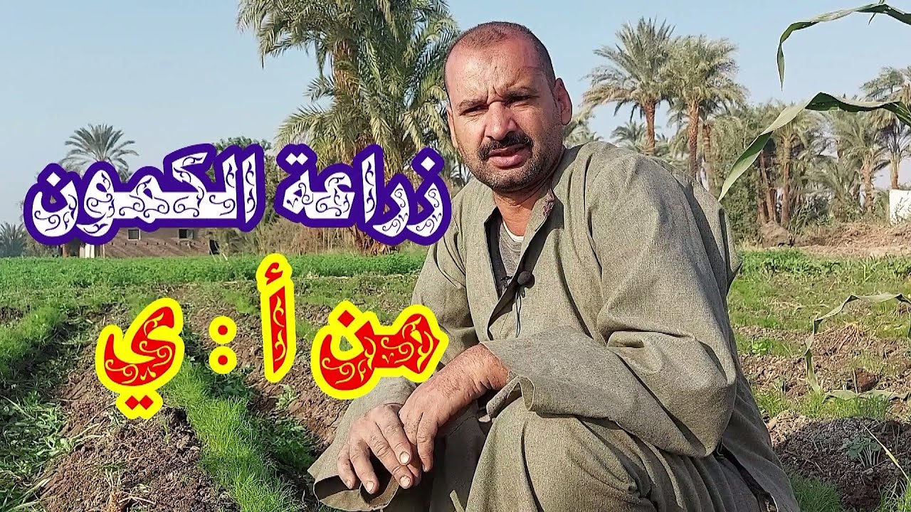 زراعة الكمون فى الصعيد بالطريقة الصحيحة وافضل وقت لزراعة الكمون☝️☝
