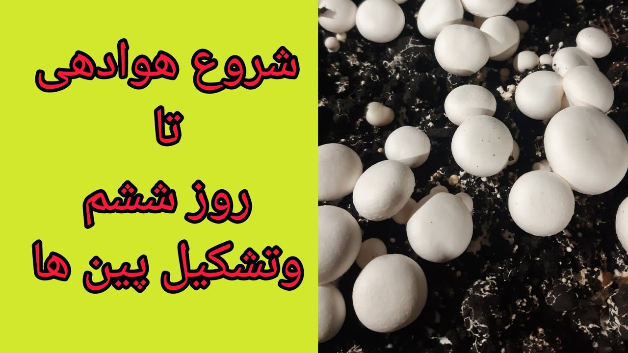 پرورش مرحله به مرحله قارچ دکمه ای(قسمت اول شروع هوادهی تا تشکیل پین ها)