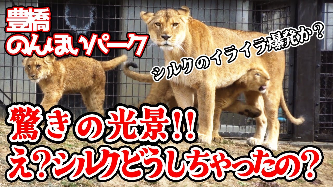 「ええっ?蹴っちゃった?」2026年2月8日 屠体給餌の終わったライオン舎で起こったアクシデント!鹿肉をもらえなかったシルク 驚きの行動に!?見学していた男の子もビックリ【のんほいパーク不定期巡回】