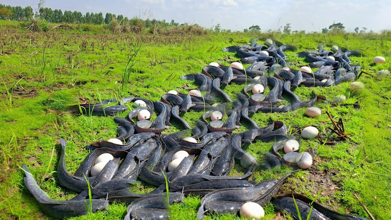 Wow, that's amazing. A woman caught a lot of fish and picked up eggs in a cage in the grass.