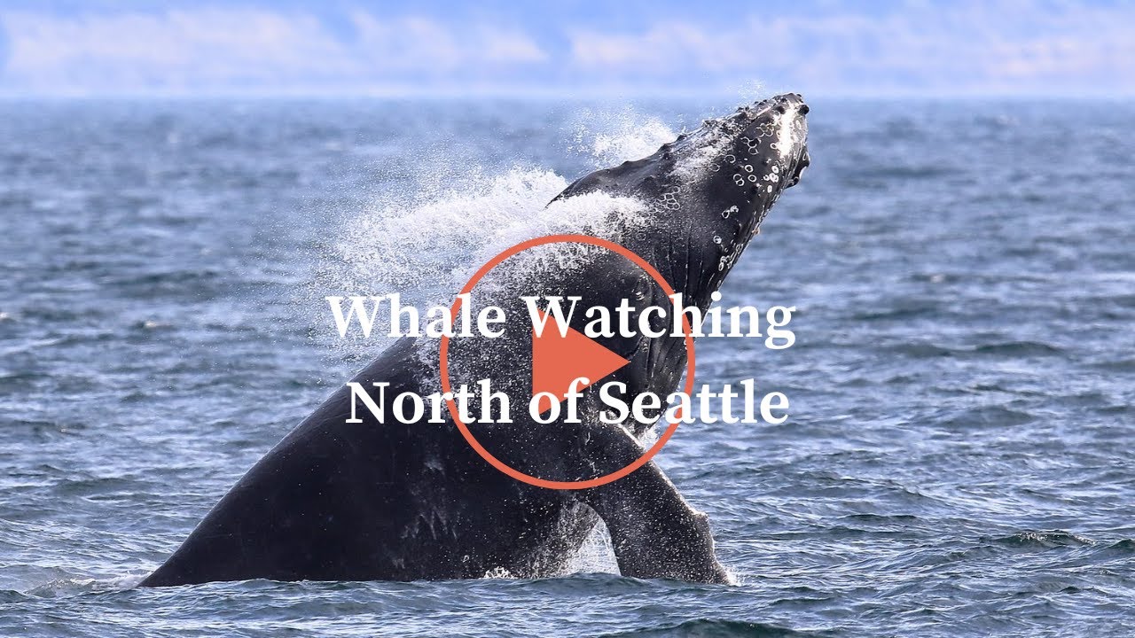 Modern Whale Watching with Puget Sound Express