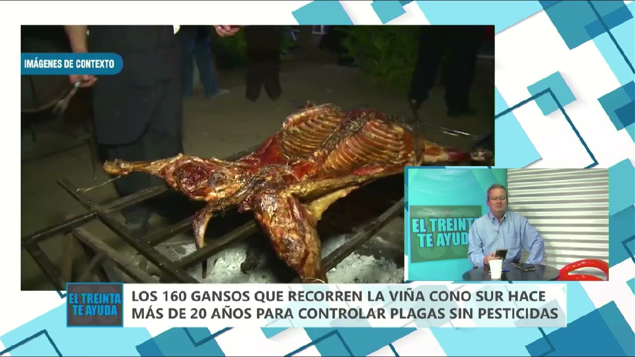 EL TREINTA TE AYUDA - 160 GANSOS RECORREN VIÑA PRA CONTROLAR PLAGAS