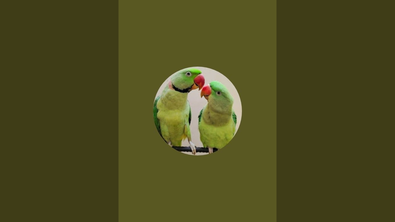 Parrot Sound is live