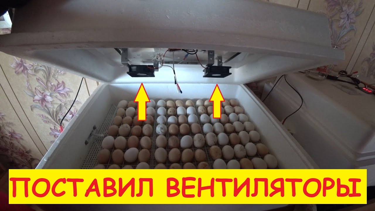 Поставил вентиляторы в инкубатор. ЧТО В ИТОГЕ?