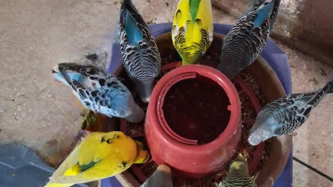 apnay birds ki hifazat kejiy......