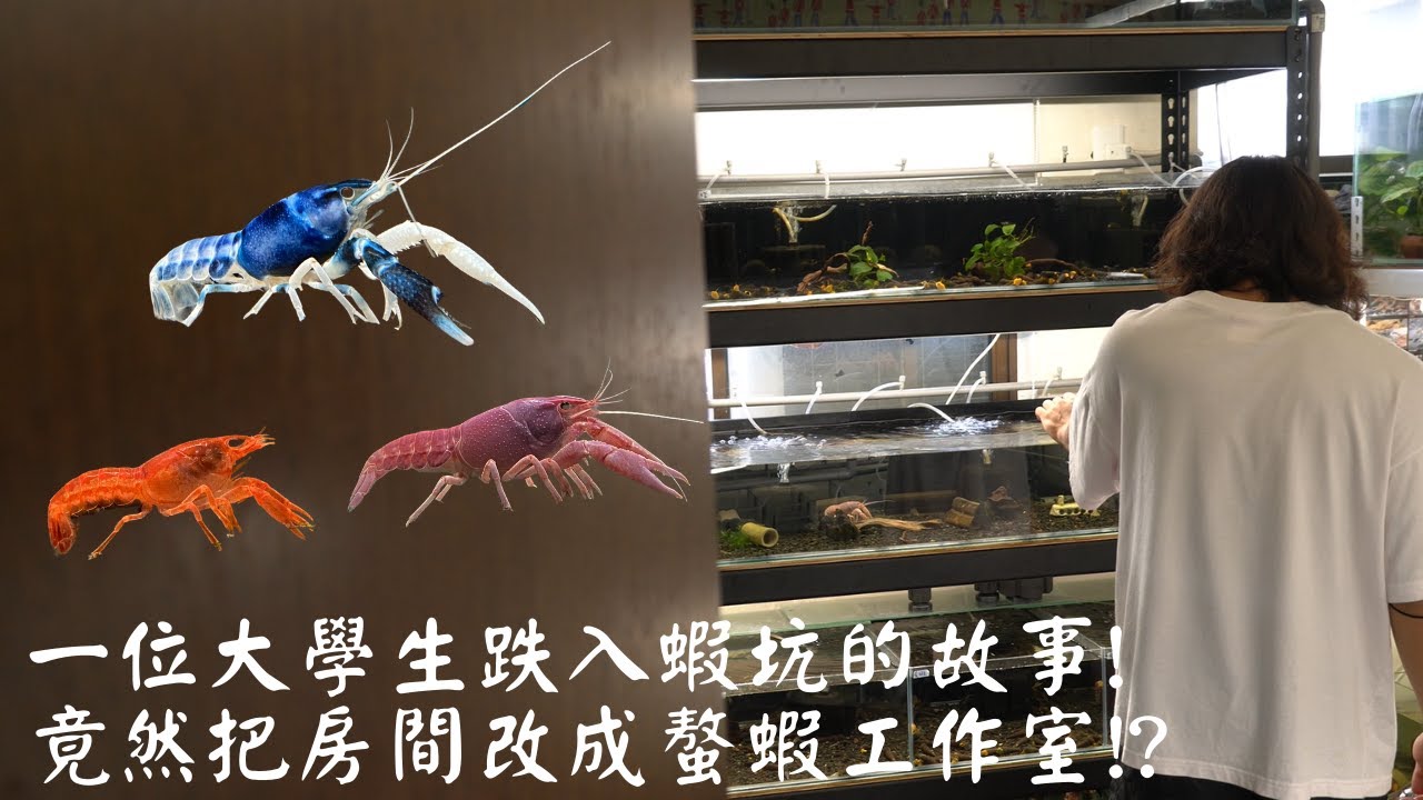 一位大學生跌入蝦坑的故事!竟然把房間改成螯蝦工作室!?