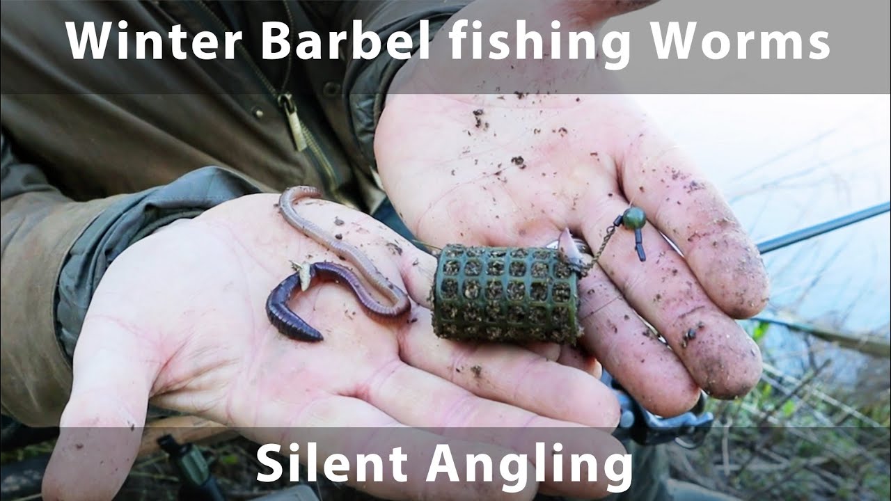 Barbel fishing in Winter river Wye hints tips techniques - silent angling
