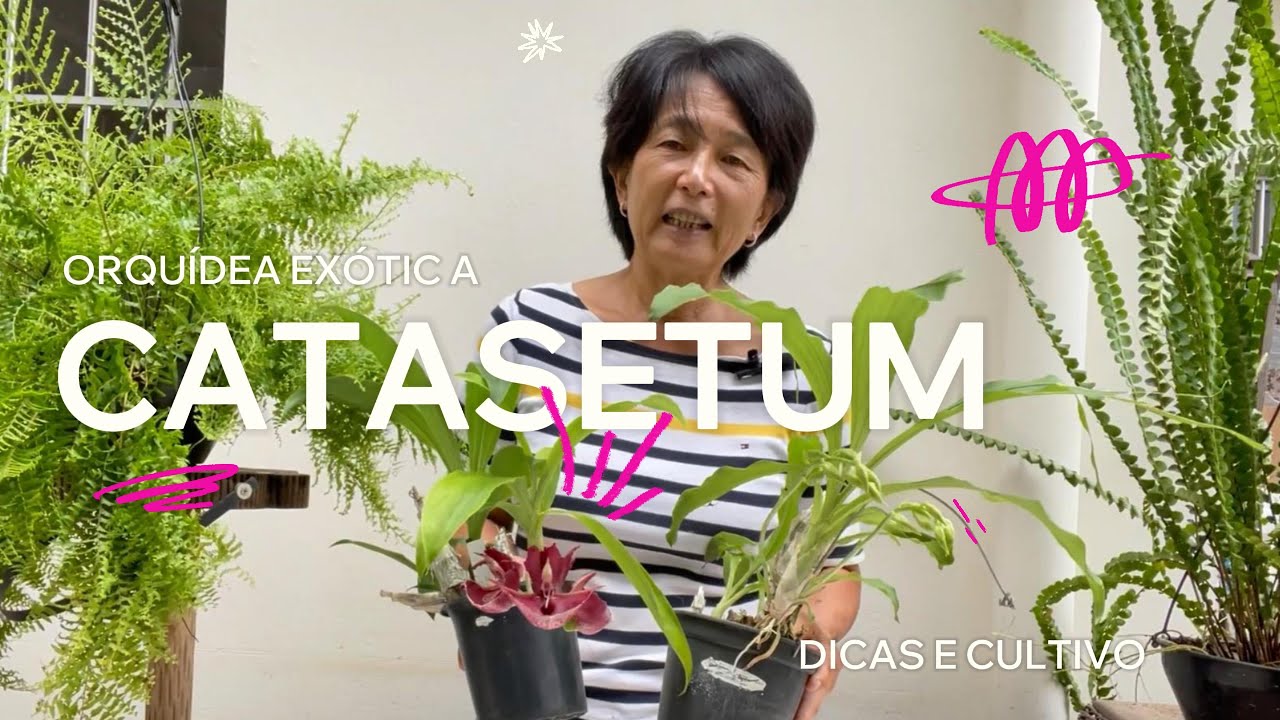 Cuidados Básicos com Catasetum 🌱 Dicas de Floração e Cultivo Saudável!