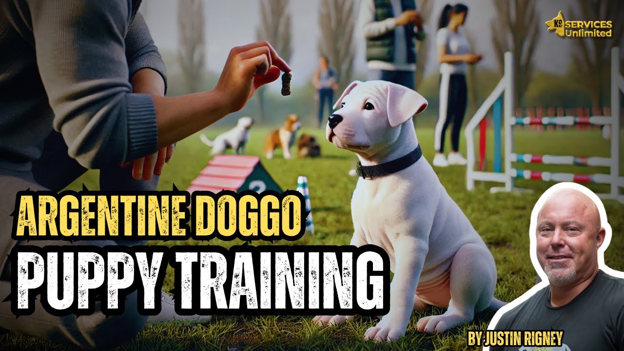 Argentine Dogo puppy training