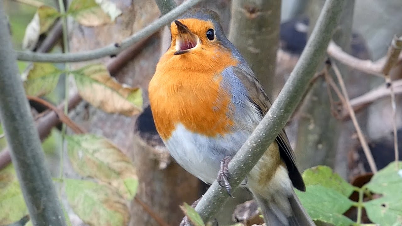 European Robin Singing