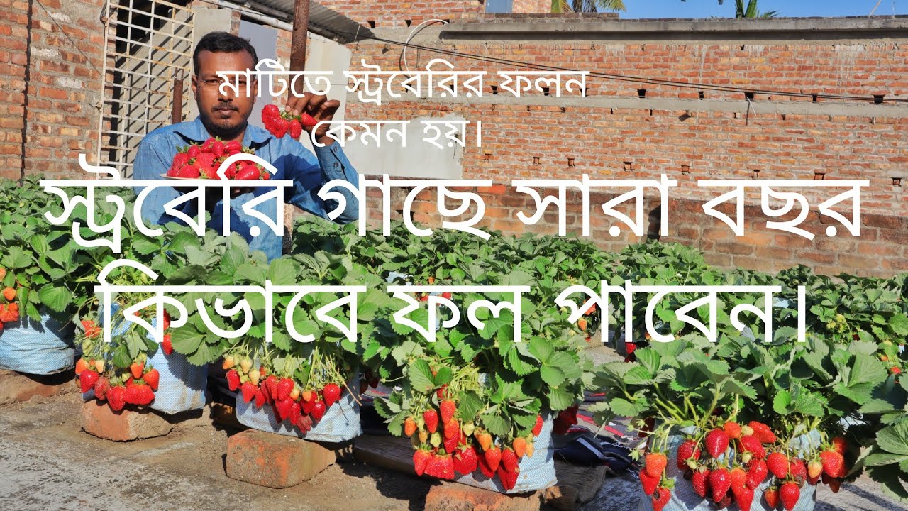 স্ট্রবেরি বাগানে মাটিতে কি রকম ফল হয়।#explore #স্ট্রবেরি#strawberry#stroberry #kishan#gardeningtips