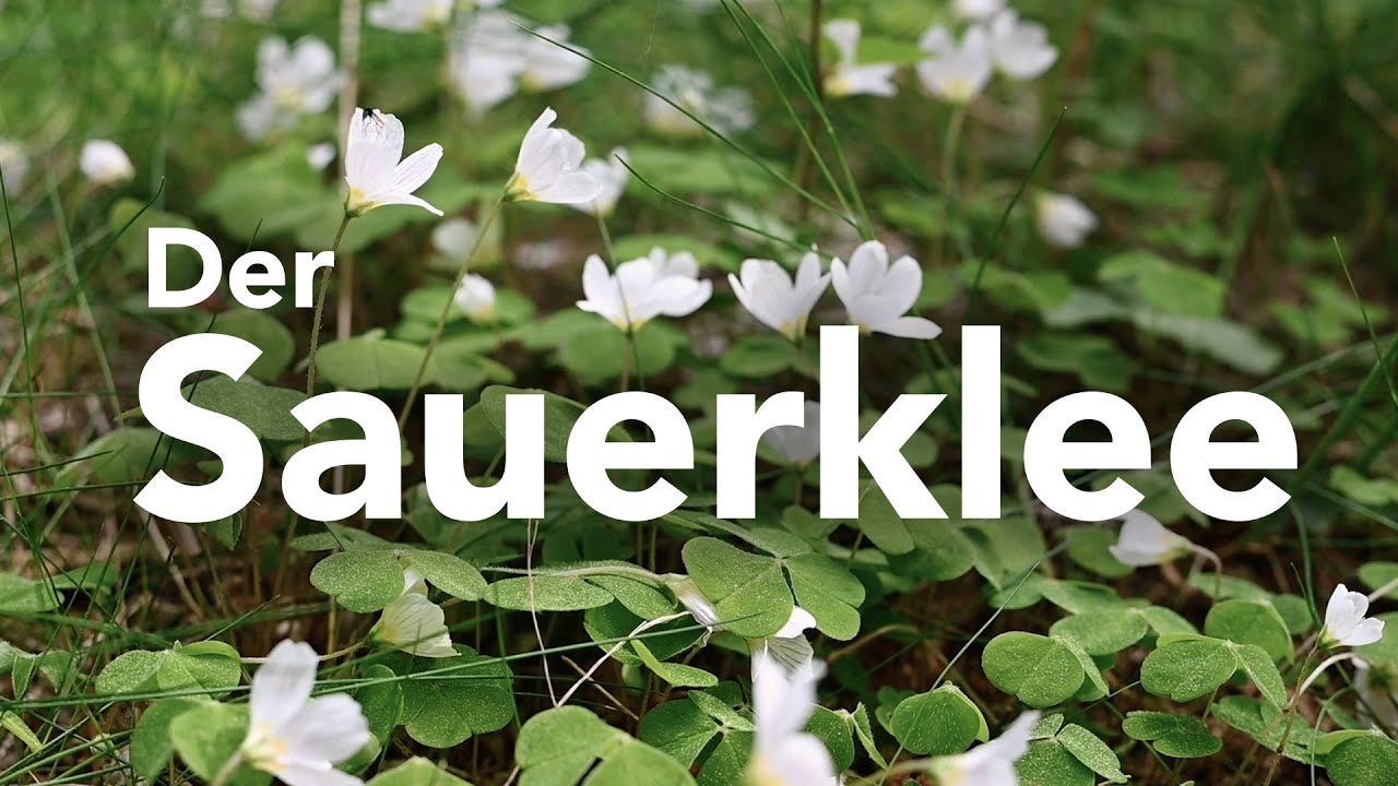 Ph&auml;nomene des Waldes - Der Sauerklee (Forst erkl&auml;rt)