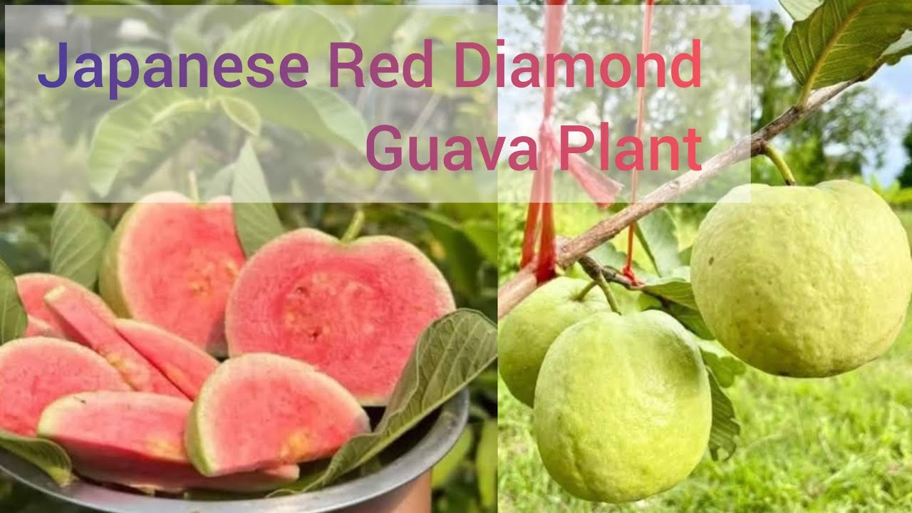 Japanese Red Diamond Guava Plant//Red Diamond Guava Plant Available All India Delivery 74328 66526 
