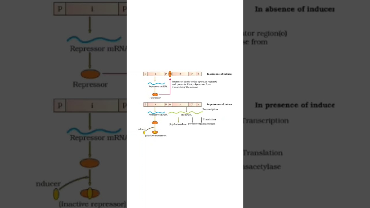 lac operon concept