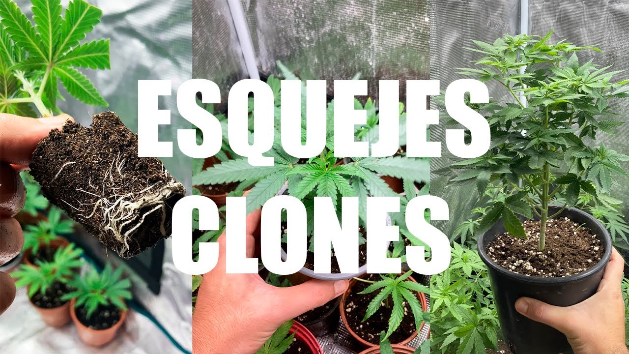 ESQUEJES y CLONES | AUTO CULTIVO INDOOR LED 2024 Cap.2