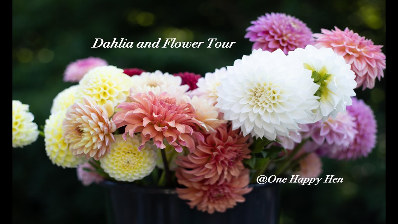Dahlia and flower garden tour July 3, 2025