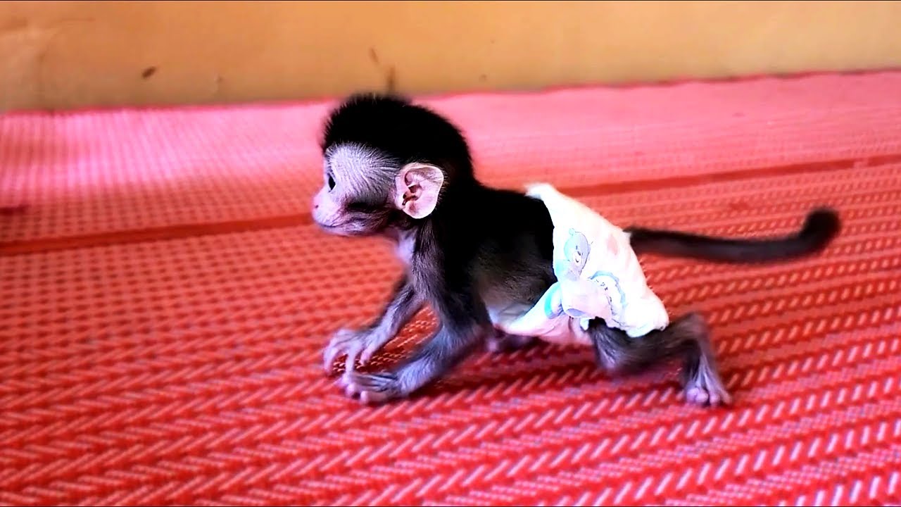 Congratulations!!! Tiniest Lovely Monkey Lolo Can Walk To Mom step By Step