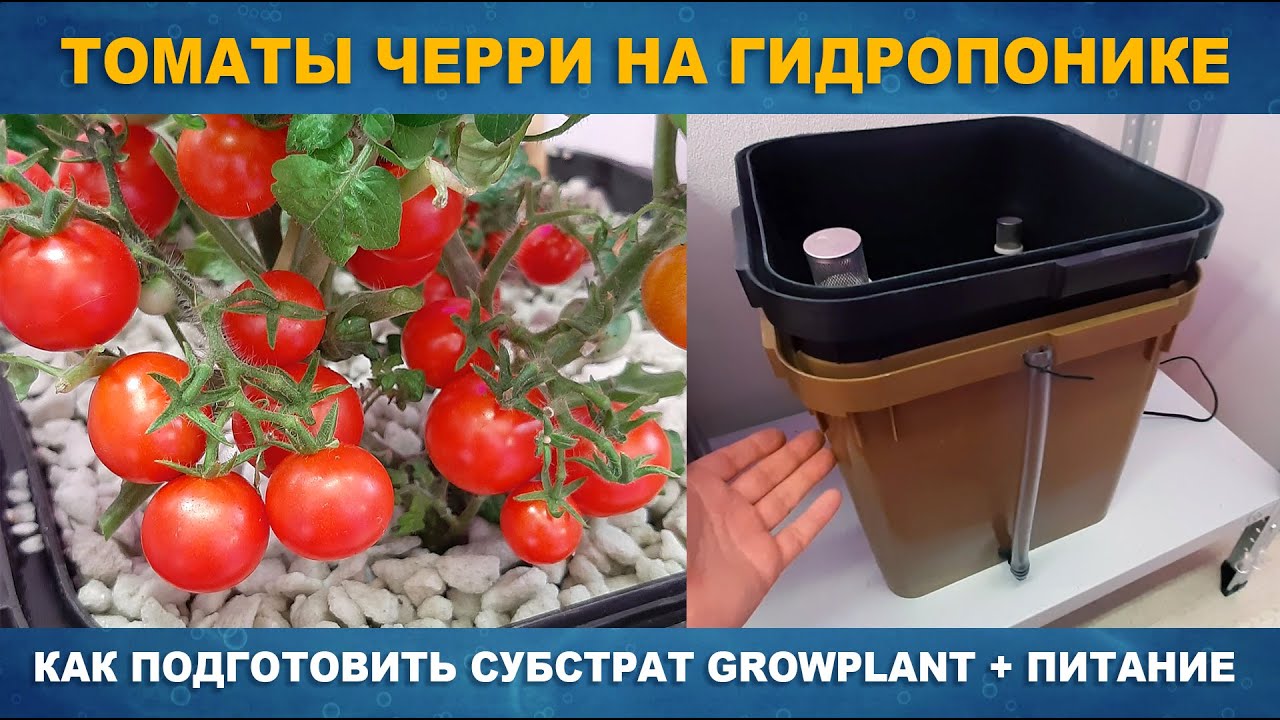ТОМАТЫ ЧЕРРИ НА ГИДРОПОНИКЕ В СУБСТРАТЕ GROWPLANT - Система CubePot по принципу затопления Ebb&Flow
